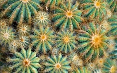 Blog 44 10 trucos para crecer rápido en YouTube: guía actualizada